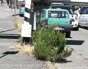 Viterbo - Erbacce a via Carlo Cattaneo