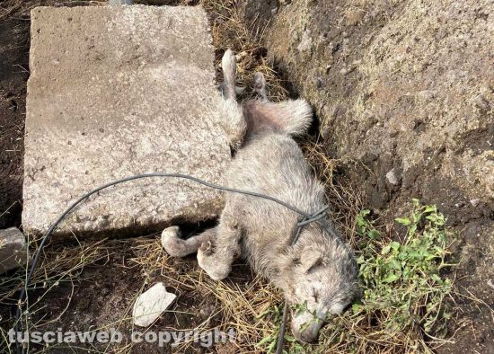 Maltempo - Tromba d'aria - I danni in zona Rinaldone - Il cane ritrovato in fin di vita e salvato
