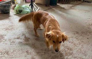 Tre cagnolini cercano casa