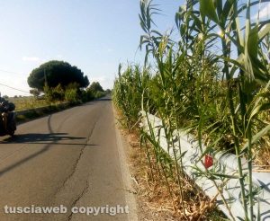 Tarquinia - Vegetazione invade le complanari