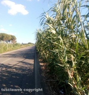Tarquinia - Vegetazione invade le complanari