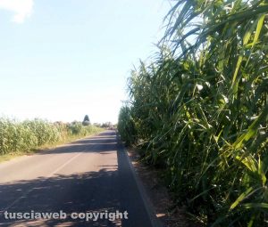 Tarquinia - Vegetazione invade le complanari