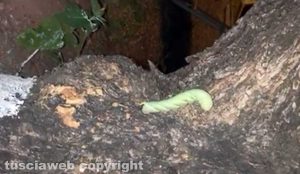L'esemplare di “Acherontia atropos”, un bruco gigante