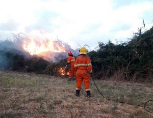  L'incendio a Tarquinia sulla Litoranea