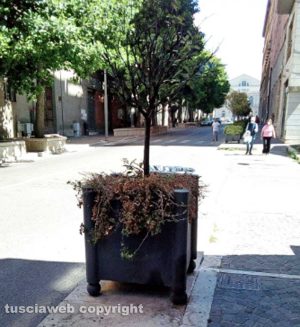 Gli alberi in via Marconi 