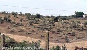 Danni del maltempo a Monterazzano