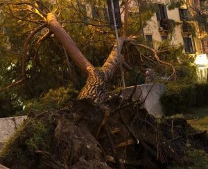 Verona - Un albero abbattuto dal vento