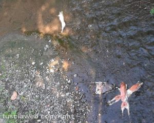 Le carcasse di maiali nel fosso tra Vetralla e Tuscania