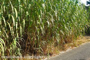 Montefiascone - Incuria in via Regina Pacis