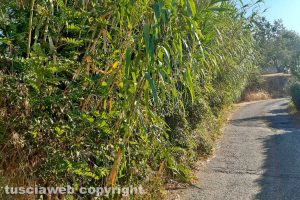Montefiascone - Incuria in via Regina Pacis