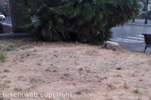 Viterbo - Sporcizia e incuria in centro