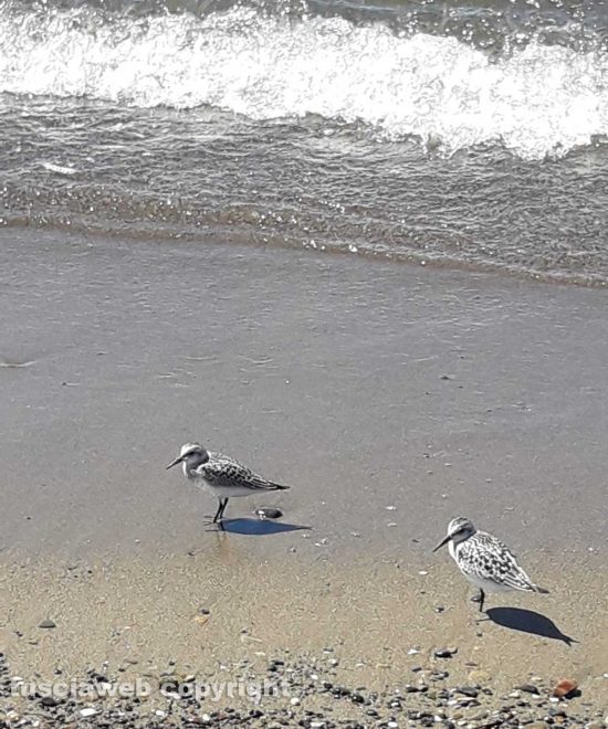 Una simpatica coppia di beccaccini di mare