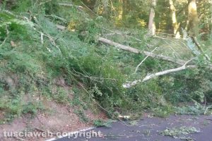 Ronciglione - L'albero caduto stamattina in strada Longinotti