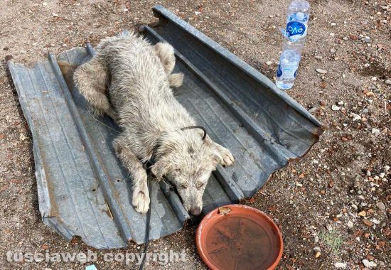 Maltempo - Tromba d'aria - I danni in zona Rinaldone - Il cane ritrovato in fin di vita e salvato