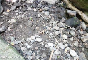 Viterbo - Gamberi morti nel fosso dell'Acqua Zita