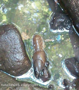 Viterbo - Gamberi morti nel fosso dell'Acqua Zita
