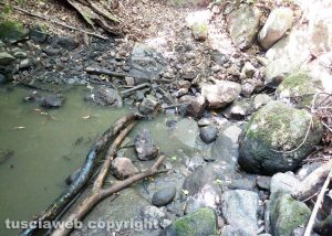 Viterbo - Gamberi morti nel fosso dell'Acqua Zita