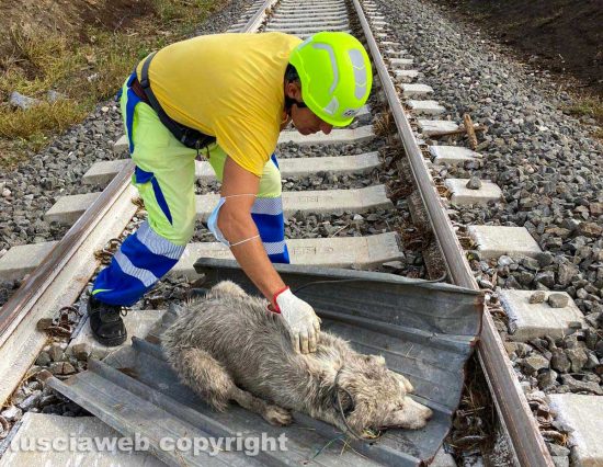 Maltempo - Tromba d'aria - I danni in zona Rinaldone - Il cane ritrovato in fin di vita e salvato