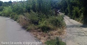 Viterbo - Strada Chiesa Nuova invasa dalle erbacce
