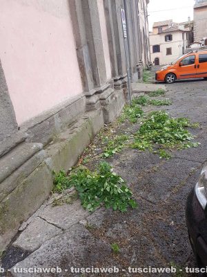 L'erba tagliata da Marini a piazza Fontana grande 