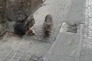 Viterbo - Corso Italia - Un gatto e un topo uscito dalla fogna