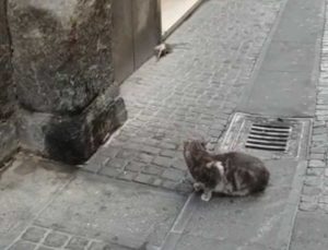 Viterbo - Corso Italia - Un gatto e un topo uscito dalla fogna
