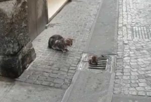 Viterbo - Corso Italia - Un gatto e un topo uscito dalla fogna