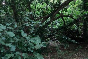 Bassano Romano - Incuria al parco di palazzo Giustiniani