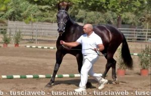 I cavalli del centro Le Doganelle al Cm Equitazione