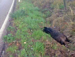 Viterbo - Auto contro cinghiale sulla Cimina