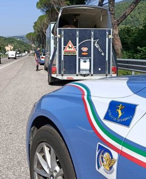 I controlli al trasporto di animali vivi della polizia di Terni