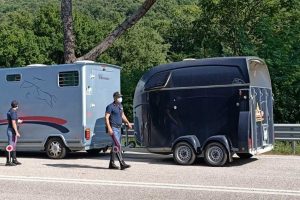 I controlli al trasporto di animali vivi della polizia di Terni