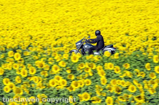 Acquapendente - Campo di girasoli
