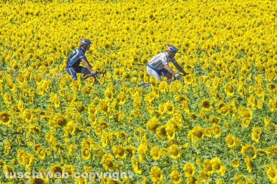 Acquapendente - Campo di girasoli