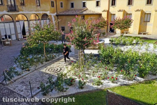 Viterbo - Il roseto del monastero di Santa Rosa