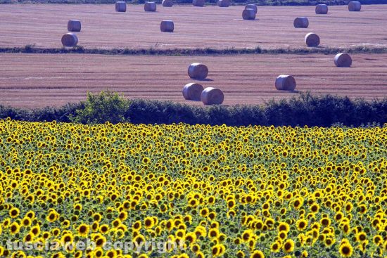 Acquapendente - Campo di girasoli