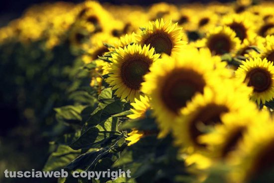 Acquapendente - Campo di girasoli