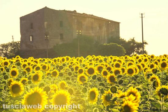 Acquapendente - Campo di girasoli