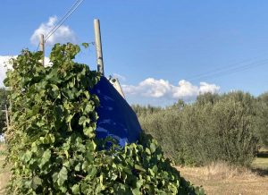 Carbognano - Sp Massarella - Cartelli stradali nell'abbandono