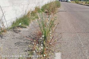 Viterbo - Incuria sui marciapiedi di via Santa Giacinta Marescotti