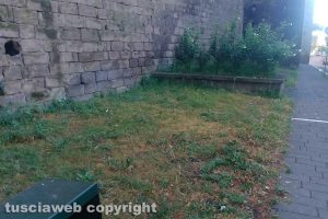 Viterbo - Incuria in viale Raniero Capocci