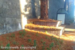 Viterbo - Incuria in viale Raniero Capocci