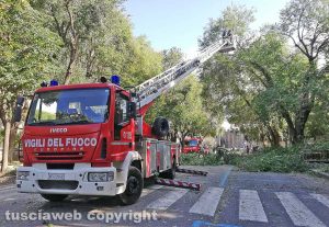 Viterbo - Ramo cade su viale Trento - I vigili del fuoco