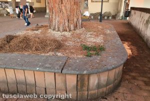 Viterbo - Incuria nei giardini di palazzo dei Priori