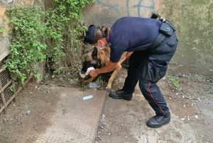 Viterbo - Piazza della Repubblica - I carabinieri cinofili trovano la droga