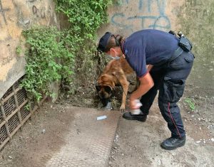 Viterbo - Piazza della Repubblica - I carabinieri cinofili trovano la droga