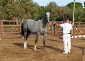 I cavalli del centro Le Doganelle al Cm Equitazione
