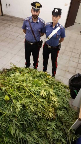Faleria - La droga sequestrata dai carabinieri