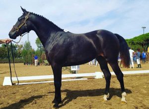 I cavalli del centro Le Doganelle al Cm Equitazione
