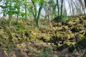 La selva del Lamone
